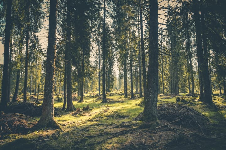 A bright scene of a pine forest with trees spaced apart and green grass growing between them.